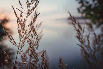 Abendrot mit Gräsern im Vordergrund