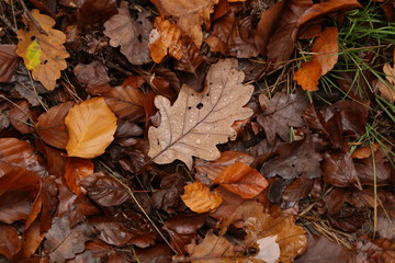 Brown autumn leaves lie on the ground