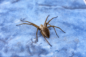 large spider on the bathroom floor