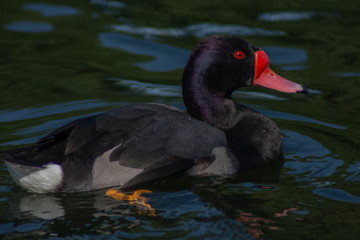 Mar del Plata - Buenos Aires - Argentina 