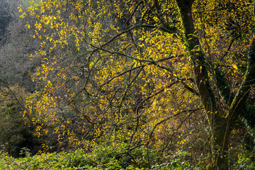 brightly lit yellow tree leaves in autumn against a dark background.