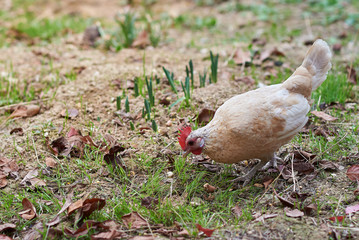  Hens eating in an organic farm.