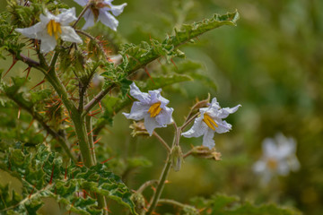 flowers in garden