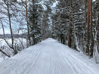 Pine trees forest pathway shot in winter day