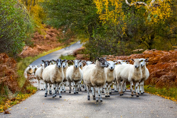 Autumn in Glen Strathfarrar, Scottish Highlands, UK. A  flock of Highland Mule sheep with grown lambs on the single track road. Horizontal.  Landscape.  Space for copy.