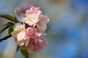 Blooming cherry tree branch on a blurred background