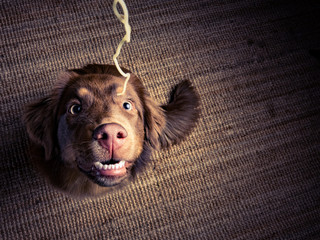 Hund ißt Nudel und bettelt dabei
