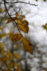 autumn leaves on tree