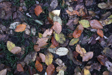 autumn leaves on the ground