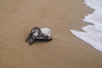 Ave morta, albatroz morto por residuos de actividade de pesca marinha