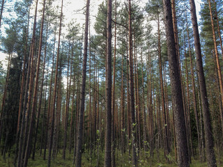 Obraz premium Pine trees forest shot in summer day