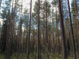 Pine trees forest shot in summer day