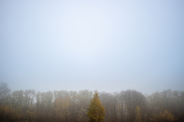 Autumn forest with fog and blue sky landscape. Autumn rain and misty in the woods. Misty fall forest