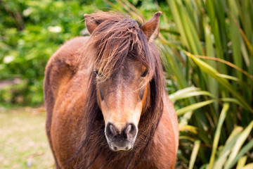A beautiful chestnut brown Shetland Pony in a field in Canterbury, New Zealand 