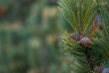 Closeup photo of green needle pine tree on the right side of picture. Small pine cones at the end of branches. Blurred pine needles in background