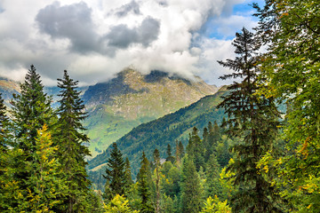 landscape mountains with forest