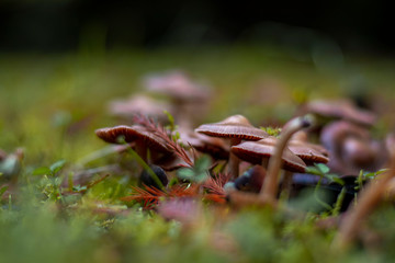 Mushroom close up in forest. Soft focus, blurred background. Brown and green colors