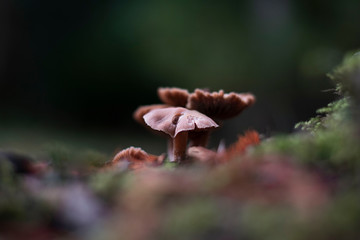 Mushroom close up in forest. Soft focus, blurred background. Brown and green colors