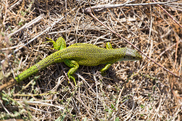 Naklejka na ściany i meble Green Mediterranean gecko lizard spotted on a brown ground in La Camargue, France