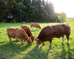 bull and limousin cows in backlit meadow landscape with forest in the background