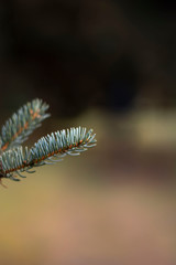 Closeup photo of light needle tree branch on the leftside of picture. Soft focus and blur in background with bokeh. Brown and green tones