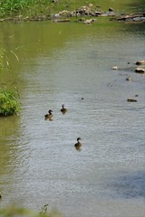 Ducks on a Creek in Kansas with green grass and flowing water.