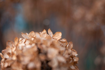 Close up of dry brown hydragena (hortensia) flower petals. Soft and selective focus with blurred background