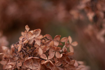 Close up of dry brown hydragena (hortensia) flower petals. Soft and selective focus with blurred background