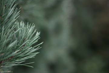Closeup photo of green needle pine tree on the left side of picture. Blurred background