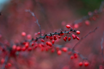 Red berry close-up. Soft focus, bokeh and blur. Autumn forest capture