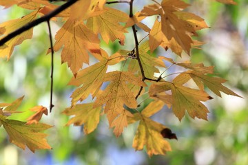 Tree branches with autumn leaves in the Park