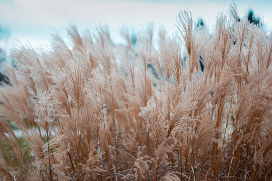 Dry bent grass close up. Soft focus, blur and bokeh background. Shallow depth of field © Macro Viewpoint