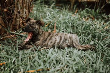 Obraz premium baby dog on the grass