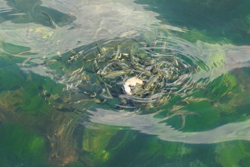 Fototapeta premium a community of little fish larva feed on the sea