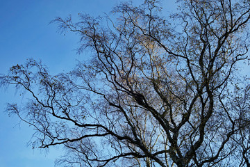 Lüneburger Heide Baum in der Herbstsonne