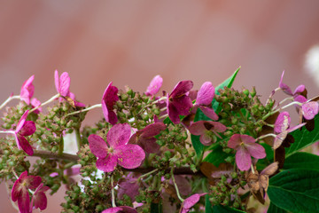 Naklejka premium Pink hydrangea blossom
