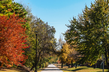 Naklejka premium Paved walking-running path through the trees on a beautiful sunny autumn day.