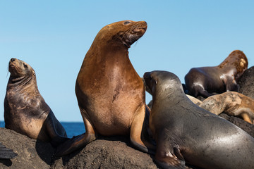 Naklejka premium steller's sea lions on a rock