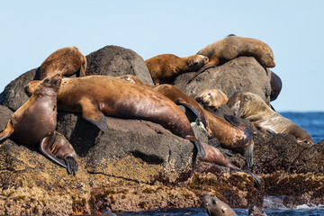 steller's sea lions on a rock