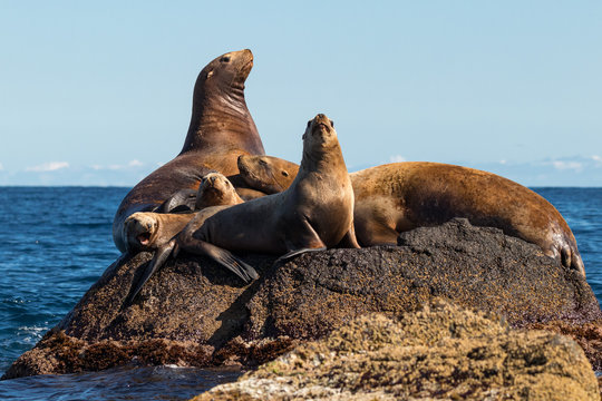 steller's sea lions on a rock