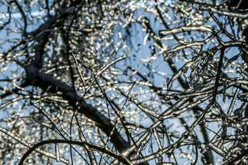 Branches coverd with ice on background of blue sky. Russian nature in winter time.