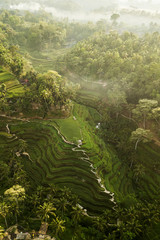 Tegallalang Rice Terraces in Bali. Aerial view from above in the morning