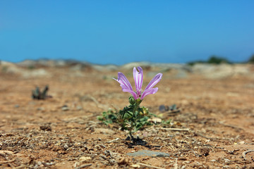 Wildflower close up on dry ground