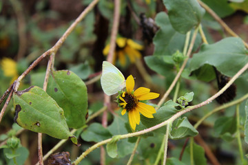 butterfly on flower