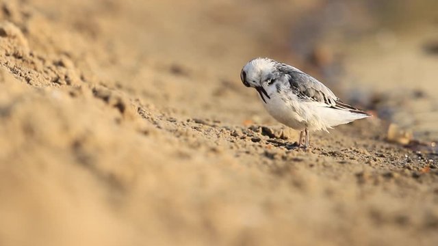grey phalarope cleans feathers by the lake