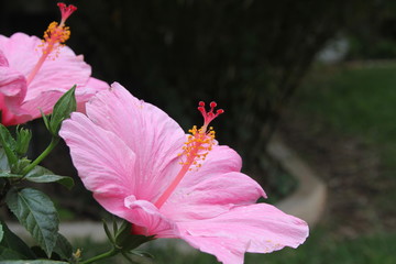 Pink Hibiscus