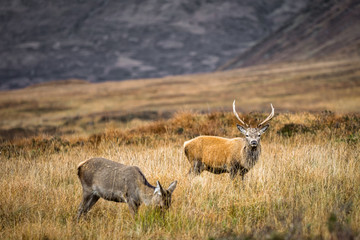 Red Deer Grazing