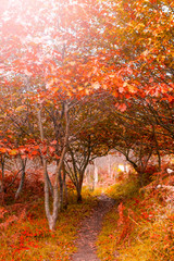 A path leading into a tunnel of trees with red and orange foliage in the autumn forest