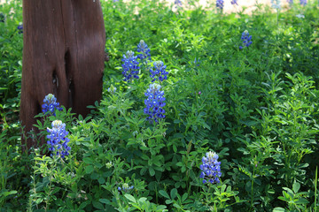Bluebonnets by fence III