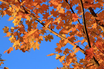 Goldene Ahornblätter im Herbst vor strahlend blauem Himmel